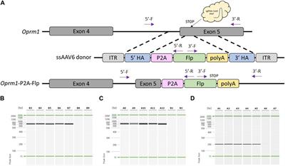 Efficient DNA knock-in using AAV-mediated delivery with 2-cell embryo CRISPR-Cas9 electroporation